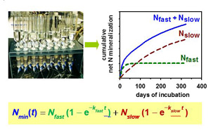 N-Mineralisationsmodell